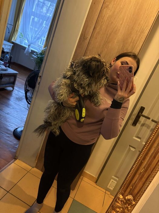 Sunia w typie Shih Tsu ,szuka domu.