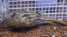 Tetradon fahaka +15cm