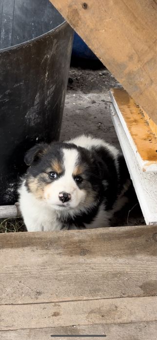 Віддам безкоштовно в добрі руки