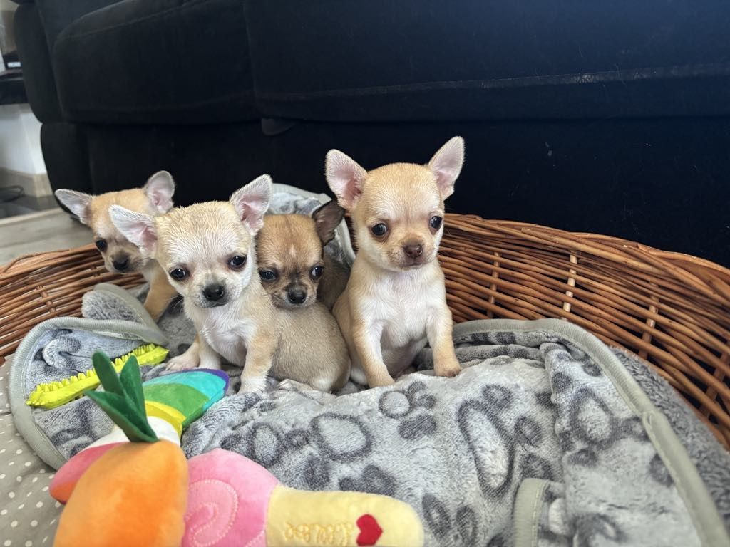 Chihuahua piesek kremowy