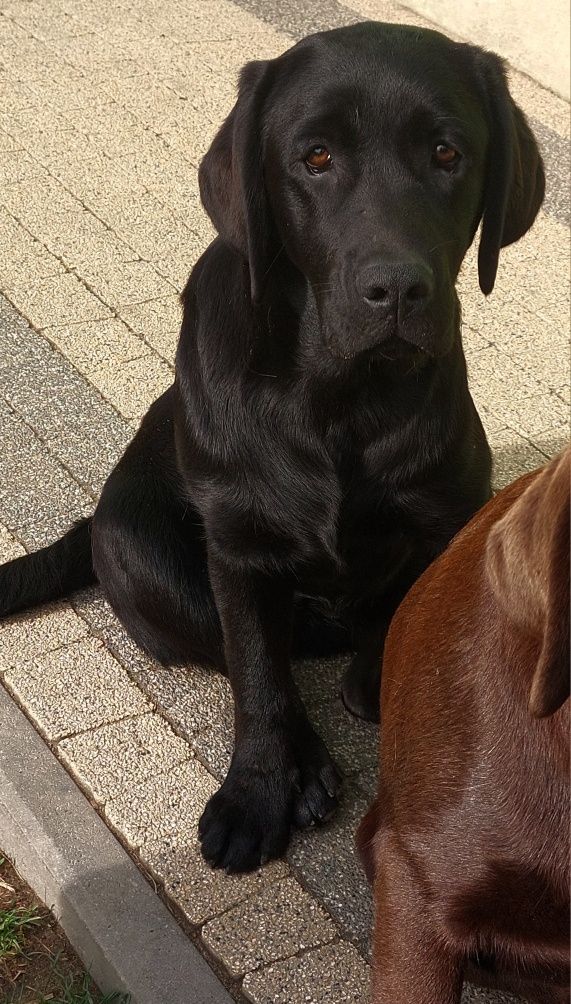 Labrador Retriever SUCZKA