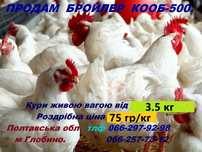 У наявності бройлер породи КОББ-500.
