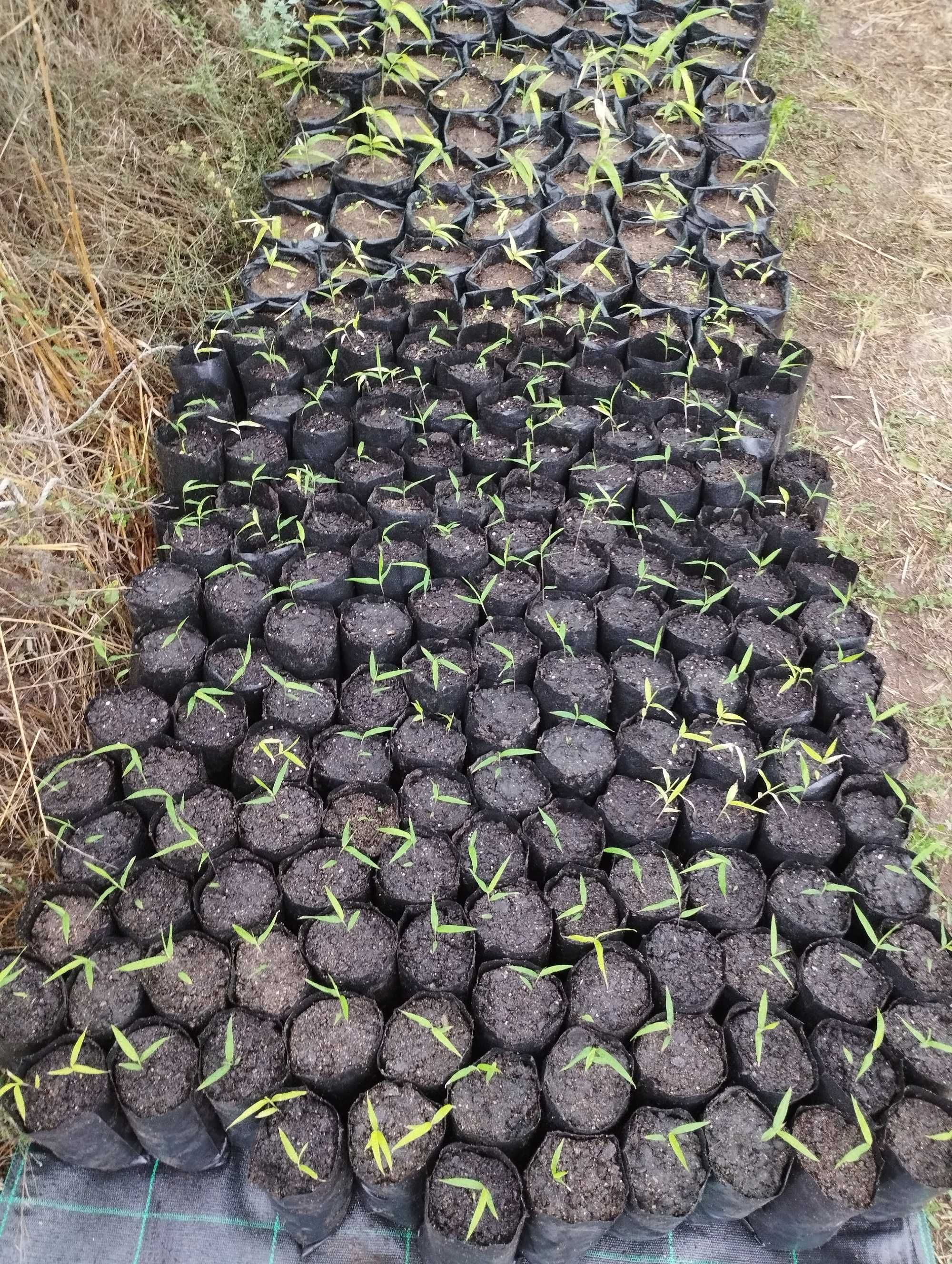 Bambu Para Plantação Comercial