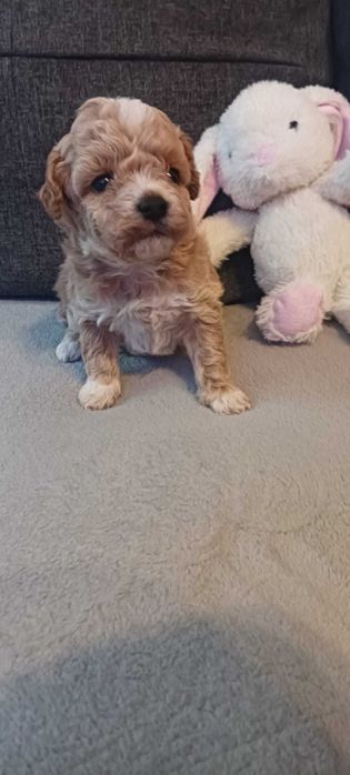Maltipoo/Frispoo poochon bichpoo po rodowodowych rodzicach.