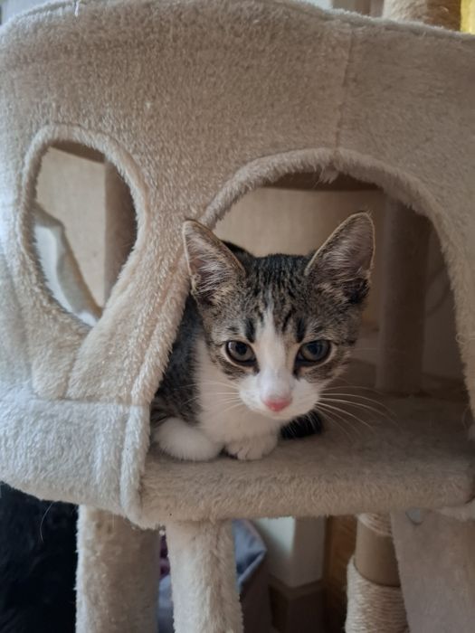 Kraksa szuka domu na zawsze!