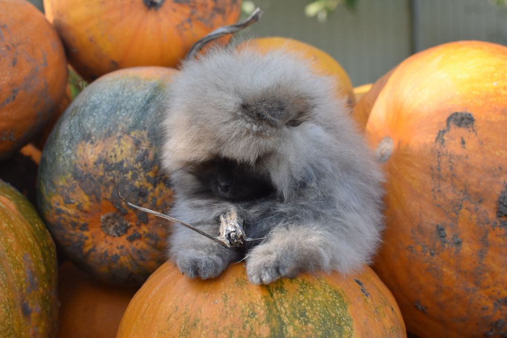 Дівчинка мішка