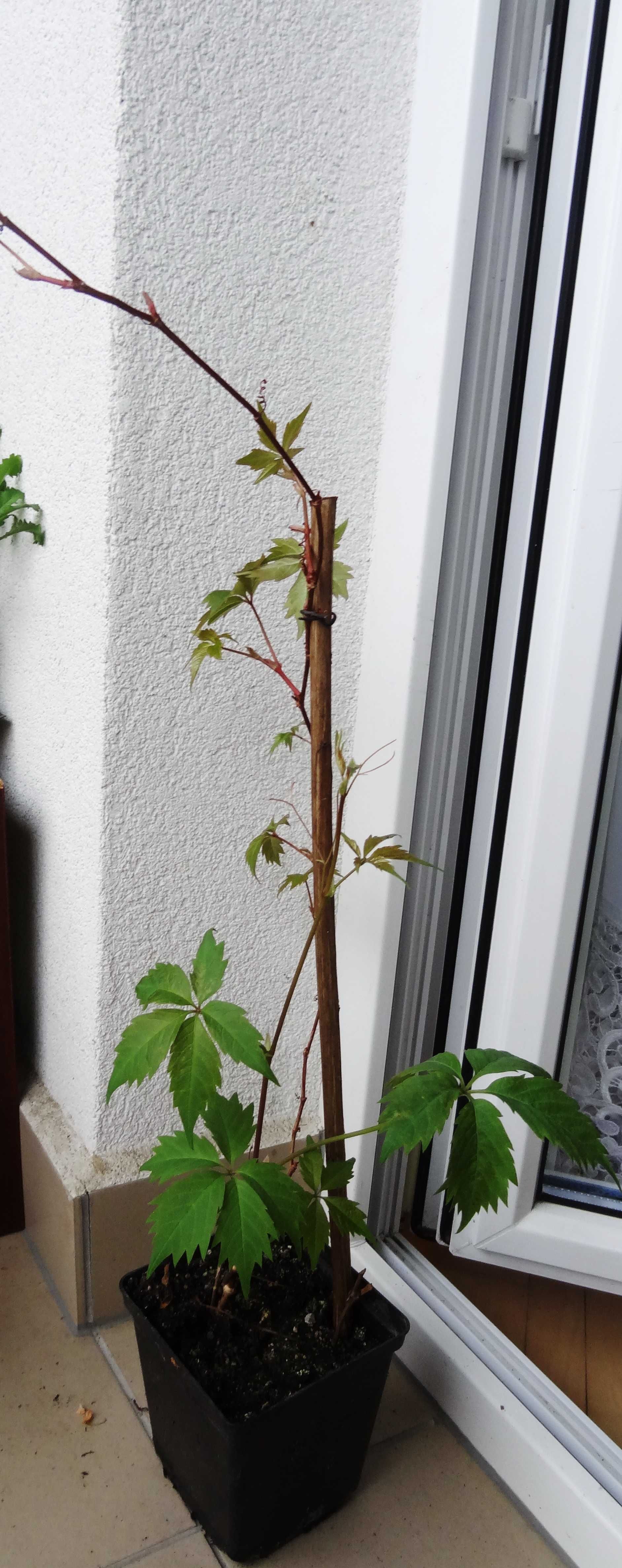 Winobluszcz (Parthenocissus) pnącze- sadzonki w doniczce P14