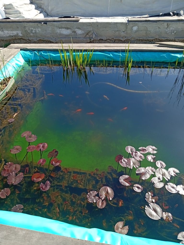 Лилия водяная белая