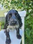 Cocker spaniel angielski śliczny szczeniaczek do odbioru