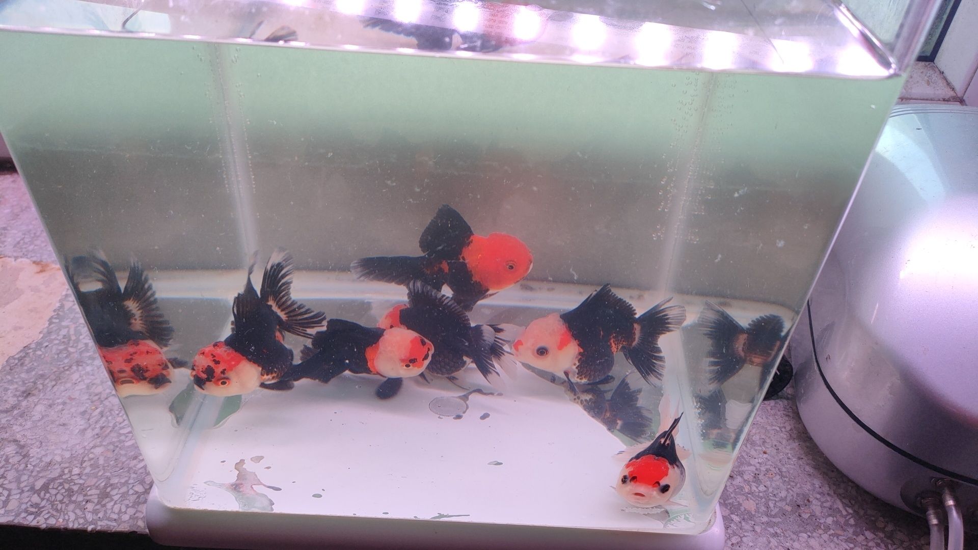 Oranda Ranchu grS sklep zoologiczny Pirania Olsztyn wysyłka