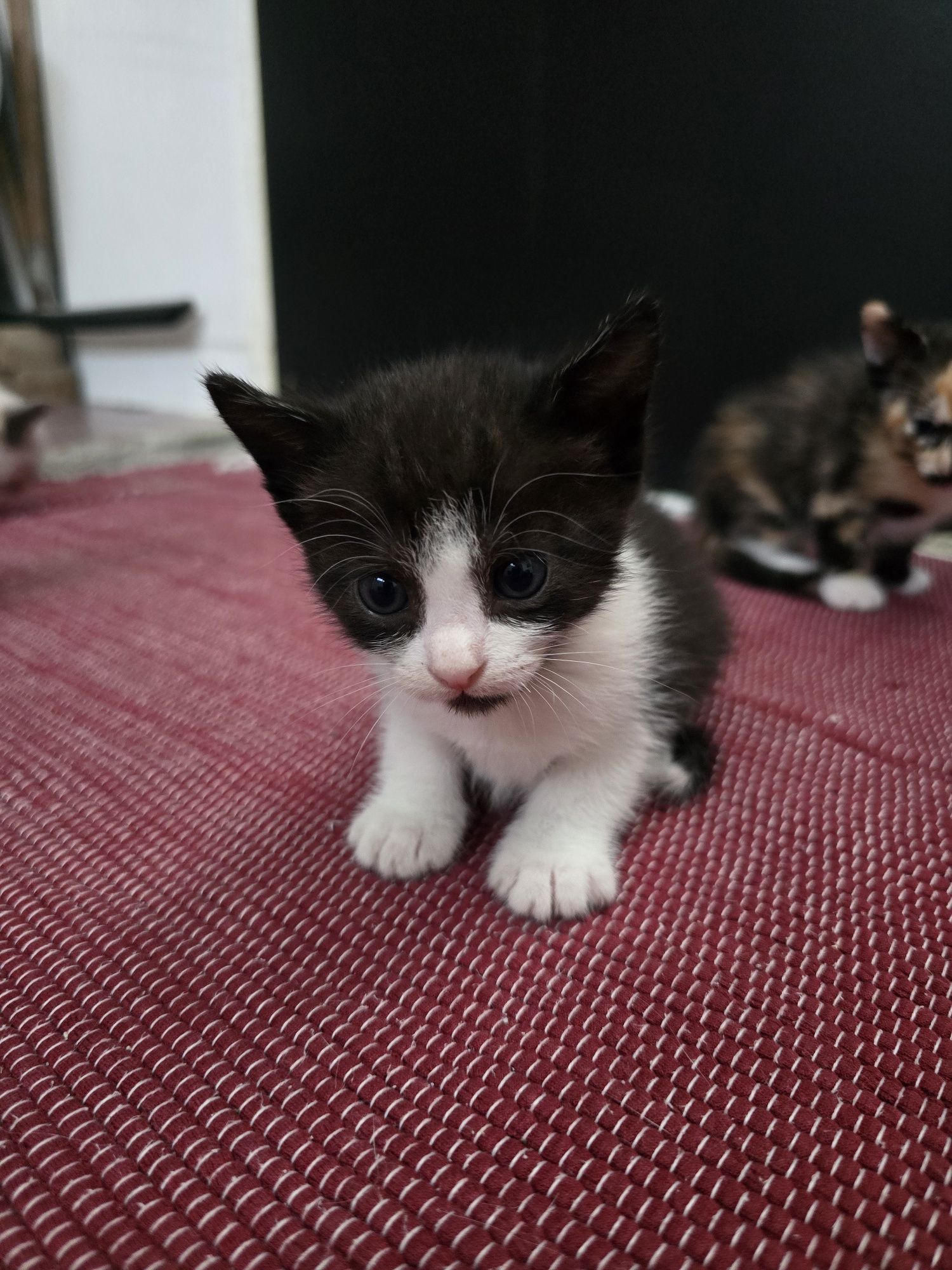 Gatos bebés para adoção responsável