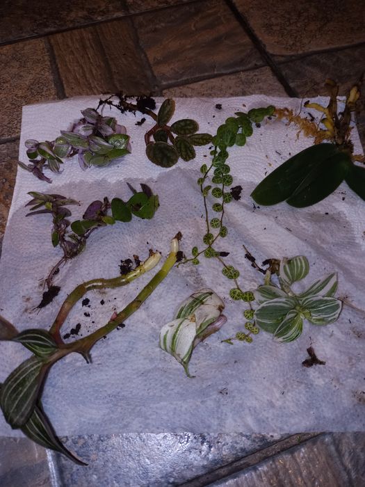 Zestaw roślin do terrarium