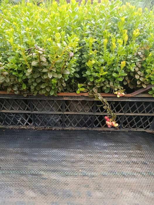 Брусниця садова ін-вітро