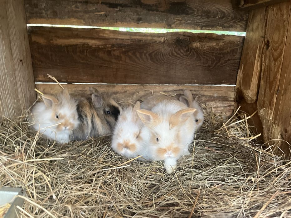 Króliki króliczki miniaturki maluchy