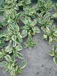 Funkia hosta duże sadzonki