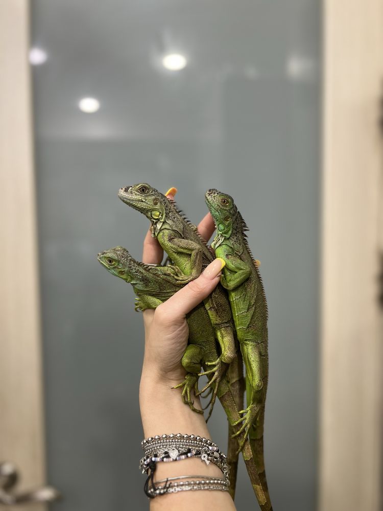 Iguana iguana - зеленая игуана - ящерица вегетарианец