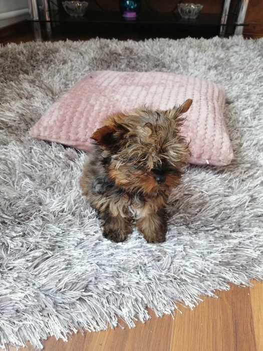 Yorkshire Terrier piesek mini mini