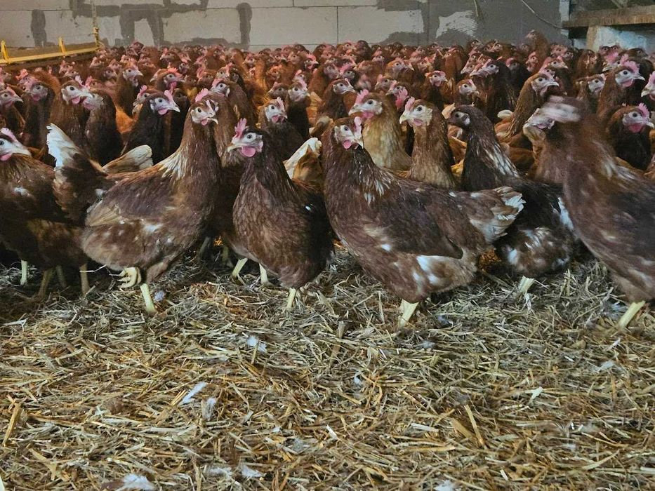 Kurki nioski Tetra brązowa z jajkiem