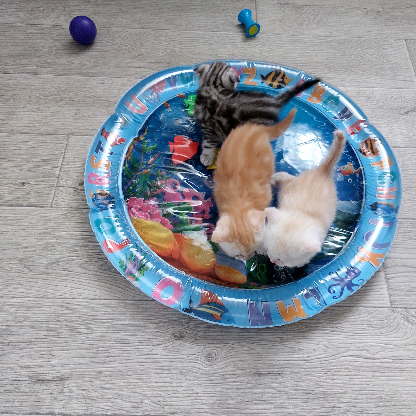 Шотландские котята Скоттиш Фолд.Скоттиш Страйт
