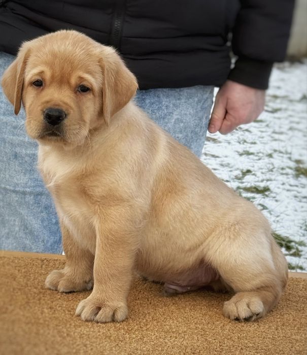 Руді хлопці з розплідника КСУ.
