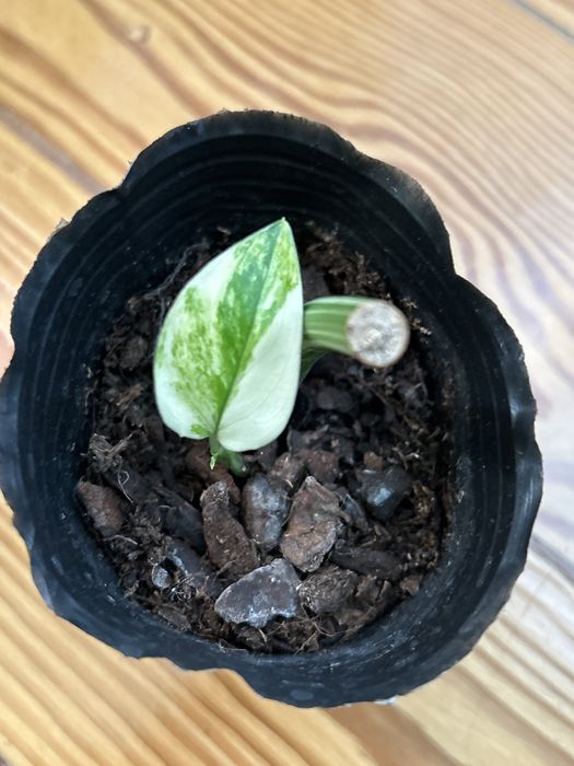 Monstera standleyana Aurea