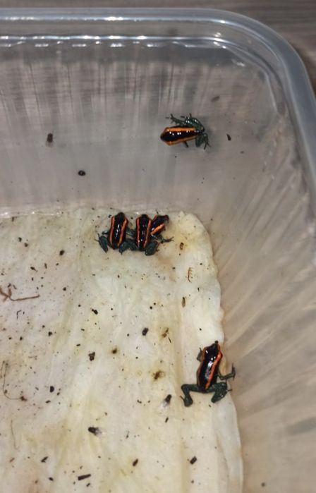 Żabki Phyllobates vittatus 6+1 GRATIS dendrobates wysyłka