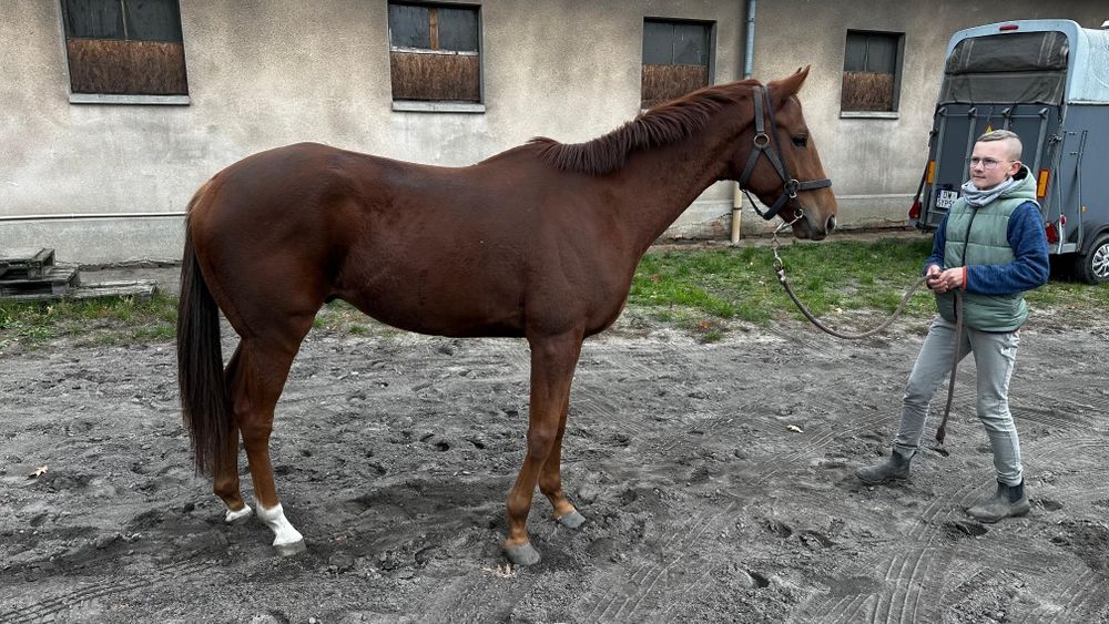 Sprzedam Konia pełna krew angielska 4 lata wałach