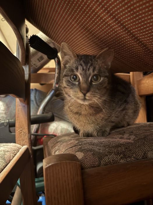 Młody bury kocurek szuka domu