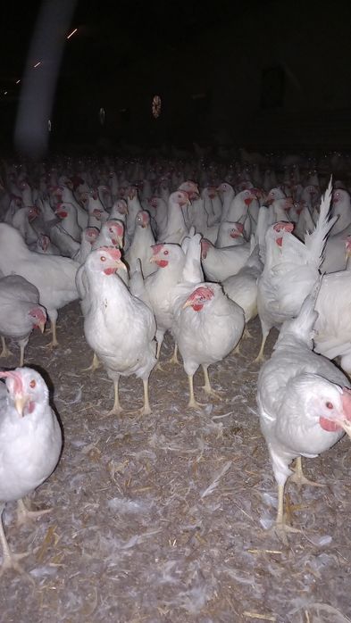 Kury Nioski Leghorn z Jajkiem. Wysylka!