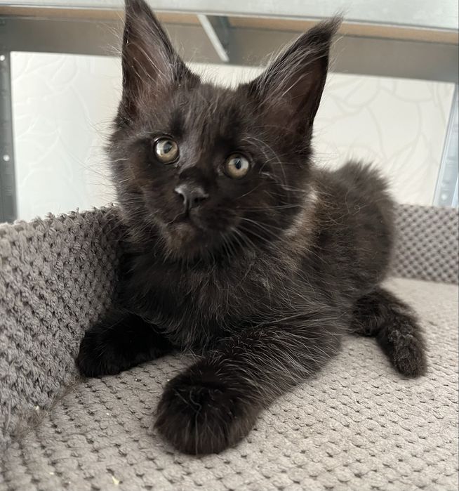 Котёнок Мейн-кун мальчик черный солид