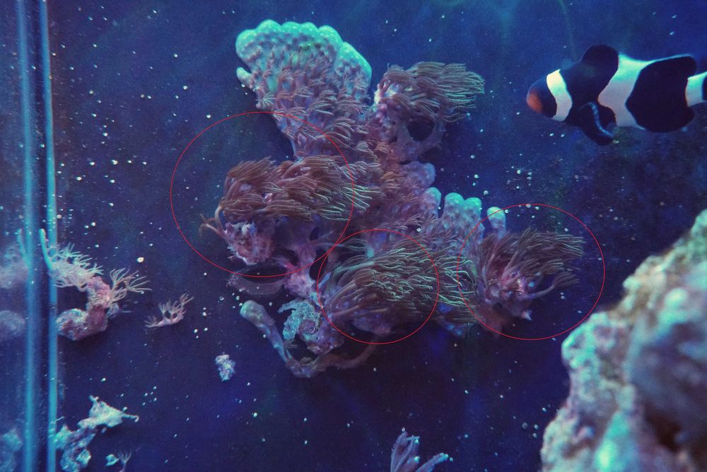 koral morski briareum, morskie koralowce fluo xenia , tubipora