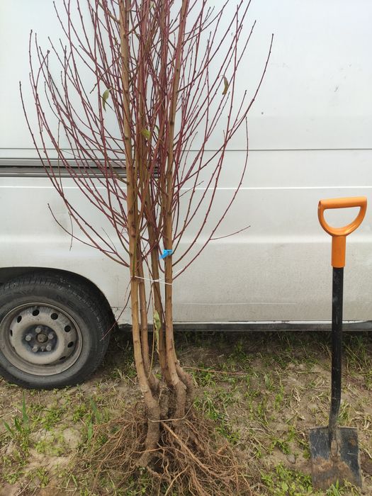 Drzewka Owocowe Producent Wysyłka