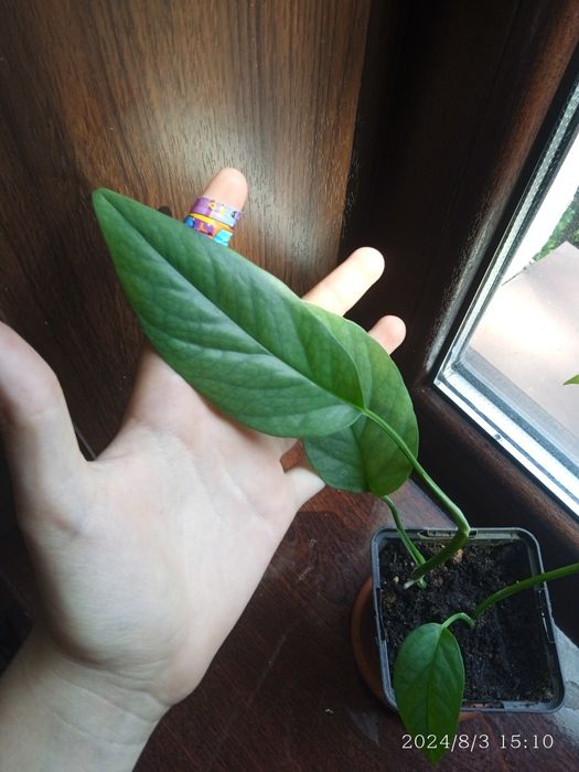 Епіпремнум себу блю