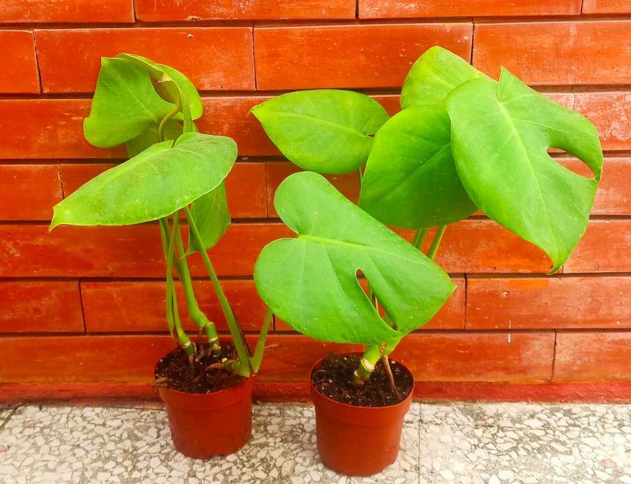 Costela-de-Adão (Monstera) - planta de casa pequena