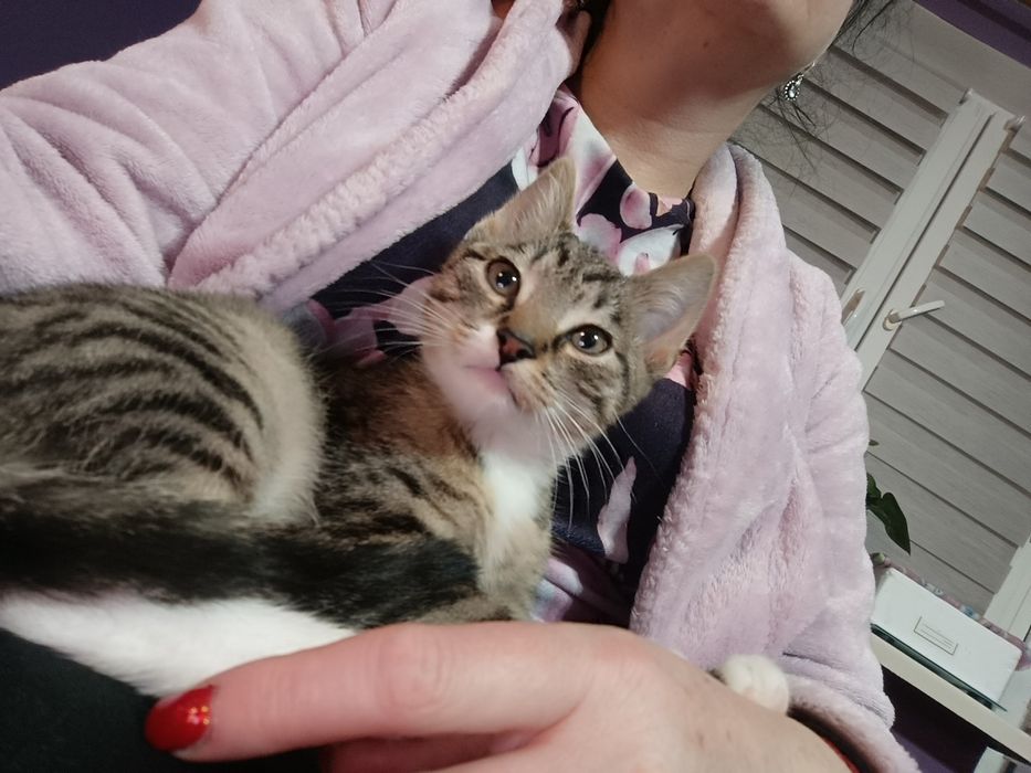 Do adopcji do adopcji kocurek słodki Lafi