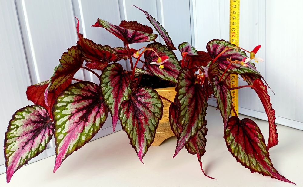 Бегонія королівська