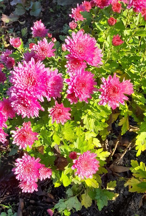 Продам хризантеми рожева і кірпічного коліру