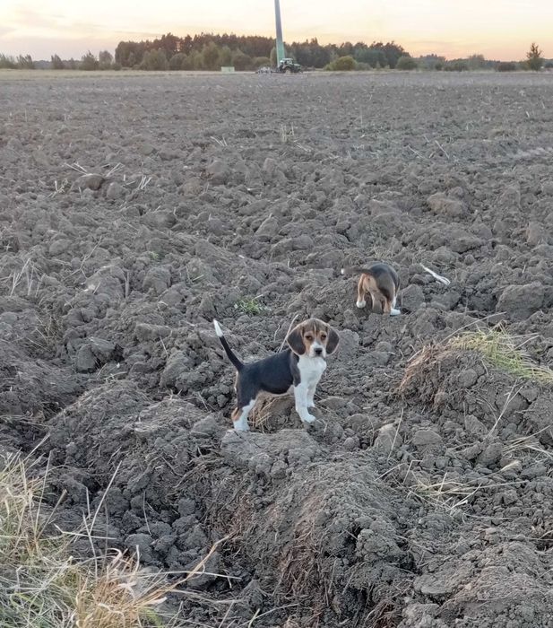 Beagle szczeniak suczka