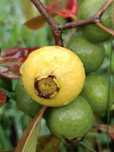 Araça da Restinga – Psidium Nutans