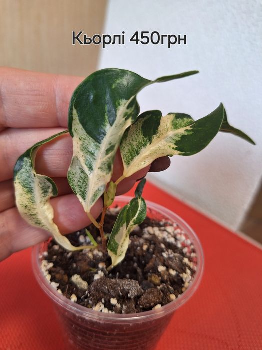 Продам Фікус Кьорлі