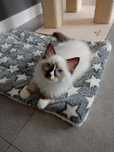 Kocurek Brokacik Seal Mitted Ragdoll FIFE/FPL