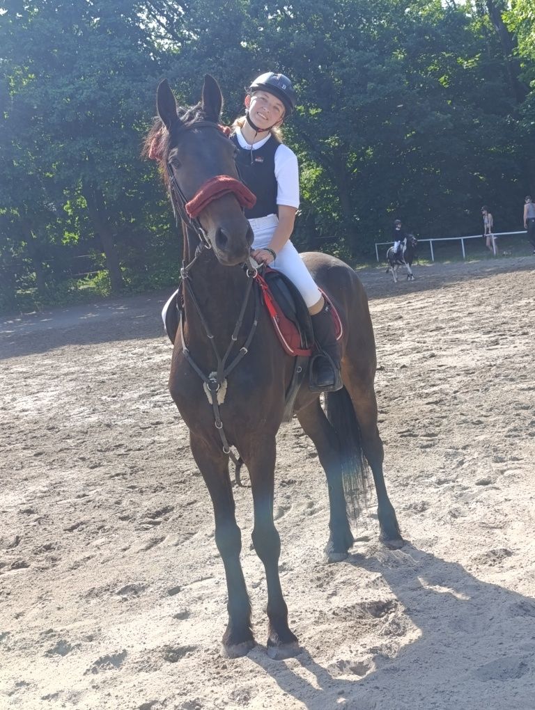 Wałach 5 lat 165 cm