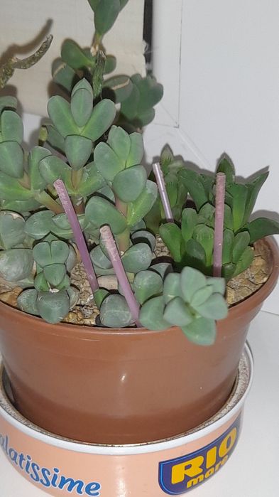 Гастерия , большая и поменьше