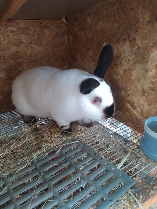 Кролики породы Калифорния