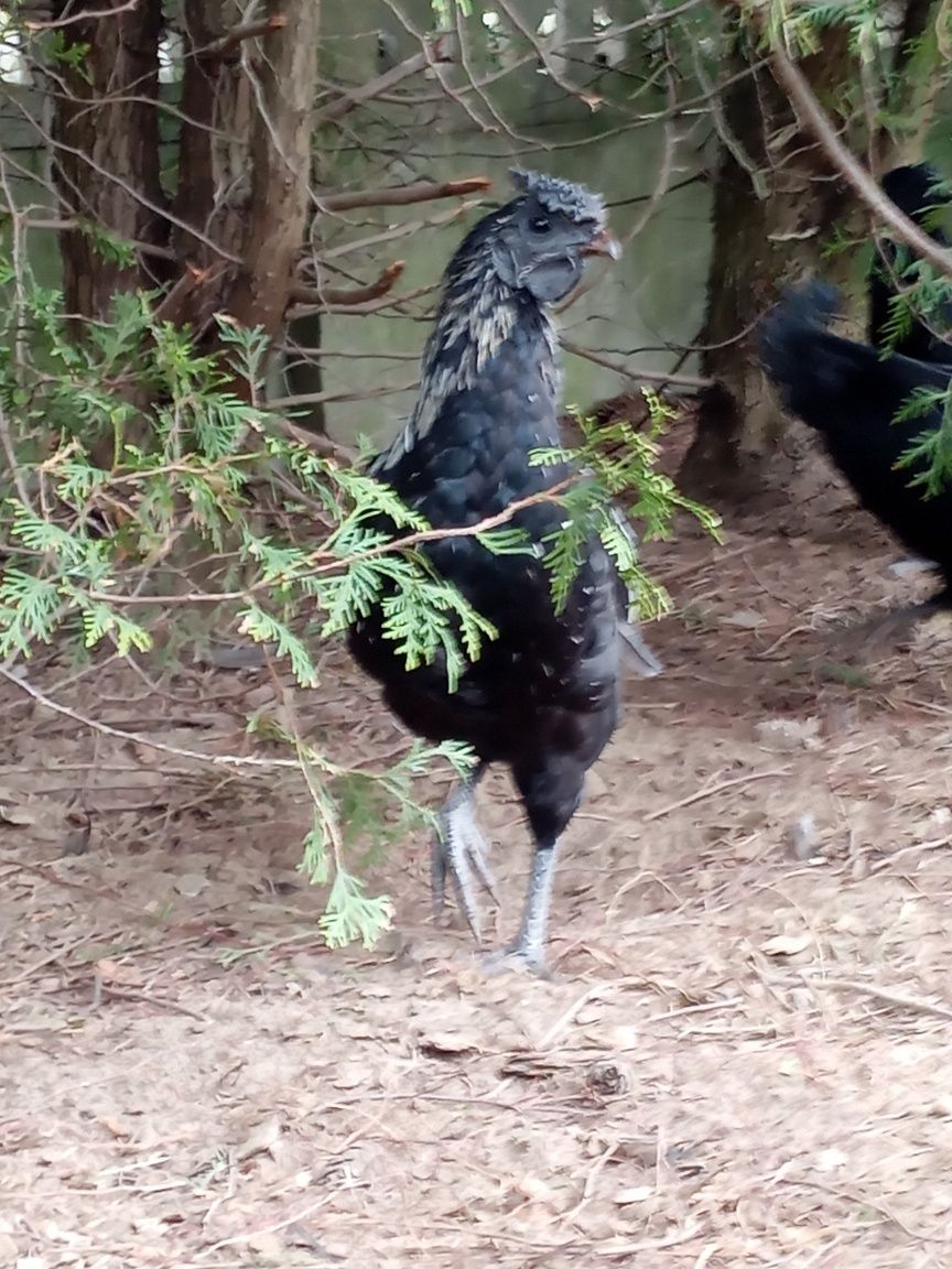 Koguty kogut kurki ayam mix