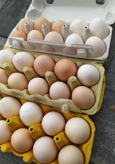 Jajka wiejskie, ekologiczne