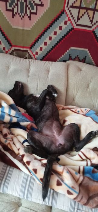 Отдам в хорошие руки