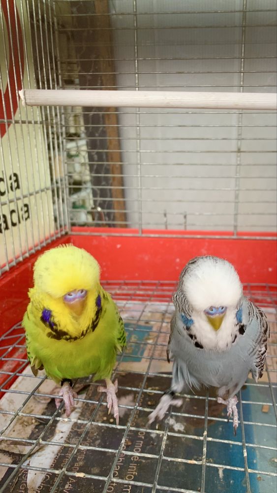 2 casais jovens piriquitos ingles
