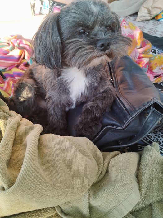 Мальчик породы цветная болонка ищет девочку для вязки