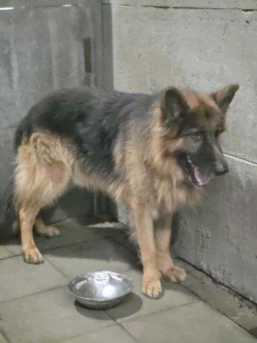 owczarek Niemiecki Rex Szuka domu -schronisko Zgierz -aktualne